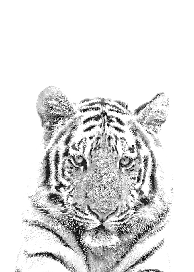 Black and White Tiger