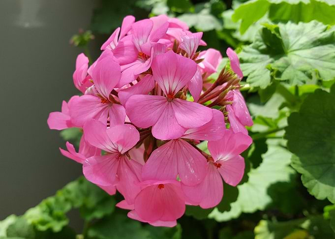 Pretty Pink Flower Power