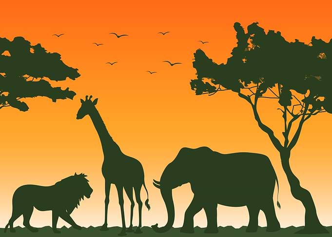 Wild Animals 2