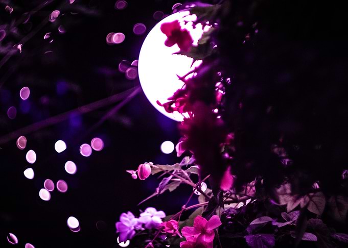 Roses are blue