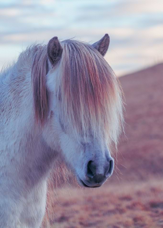Pony