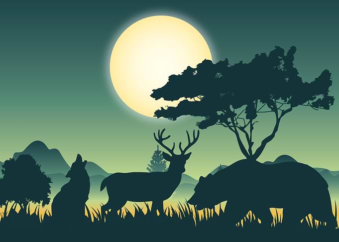 Wild Animals