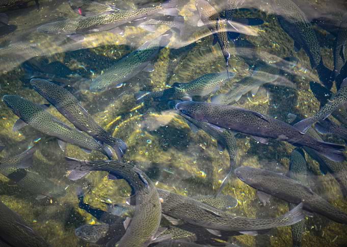 Fish
