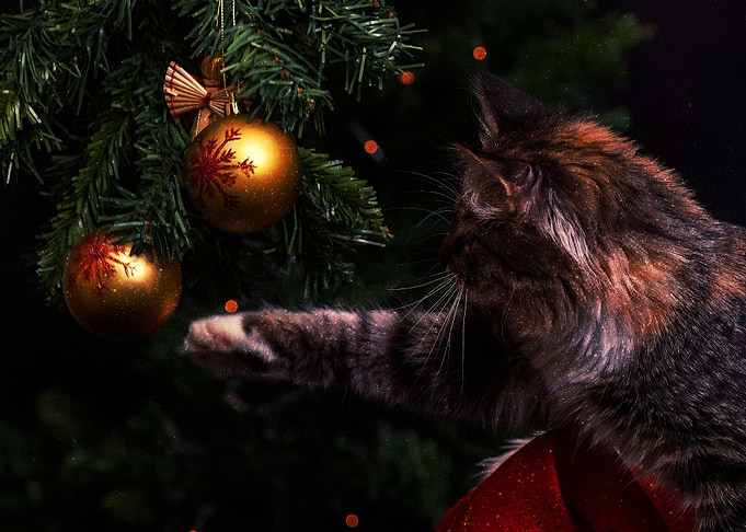 Cat and Christmas Tree