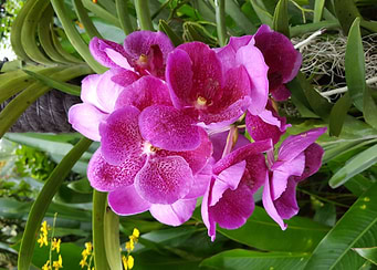 Pink Flower Power
