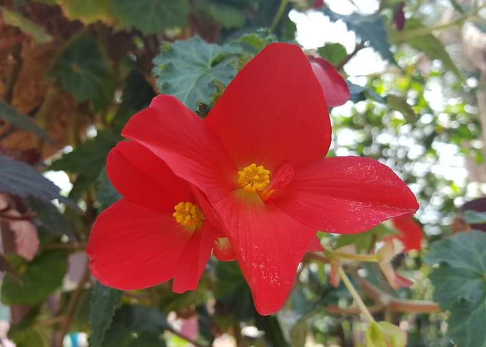 Crimson Red Flower Power