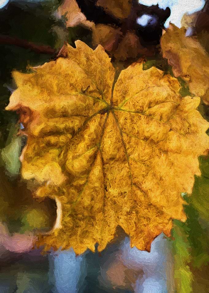 Leaf in fall