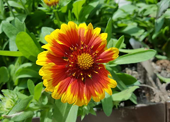 Starburst Flower Power