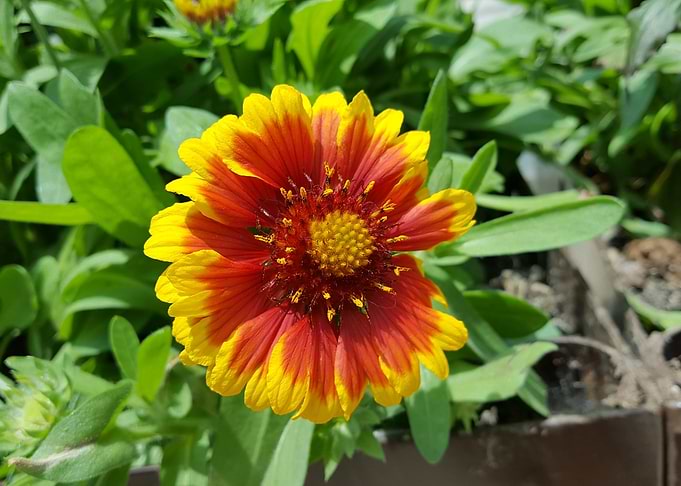 Starburst Flower Power