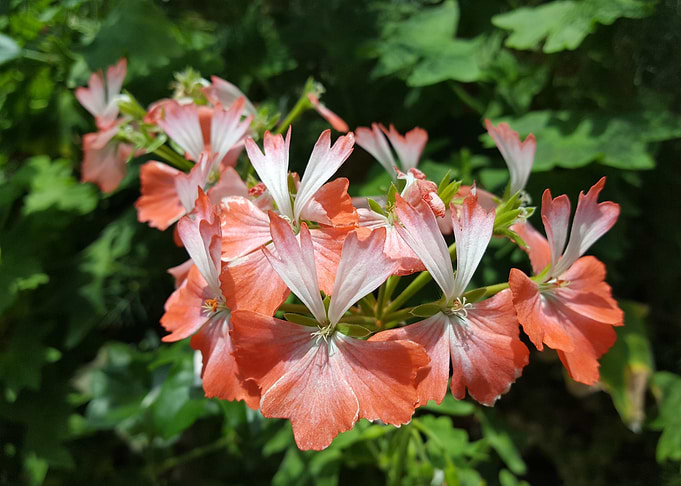 Orange Flower Power