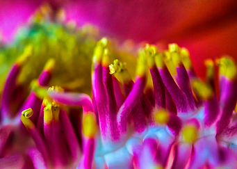 CloseUp flower