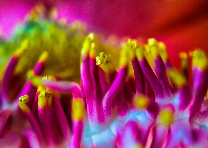 CloseUp flower