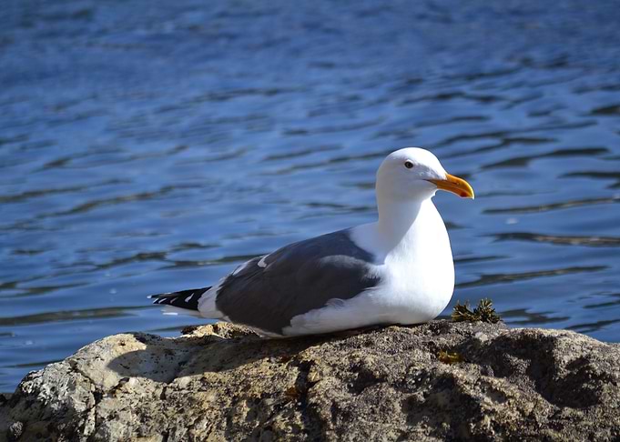 The Seagull