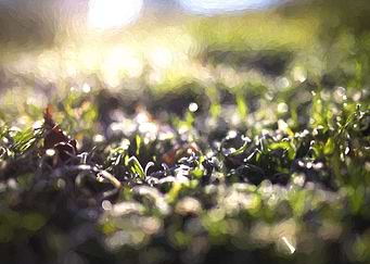 Grass in winter