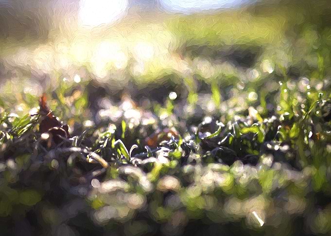 Grass in winter