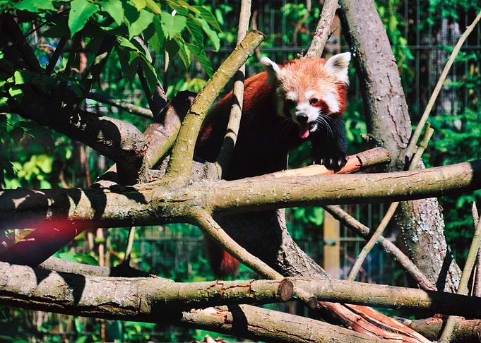 Red panda