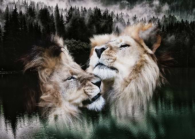 Lions