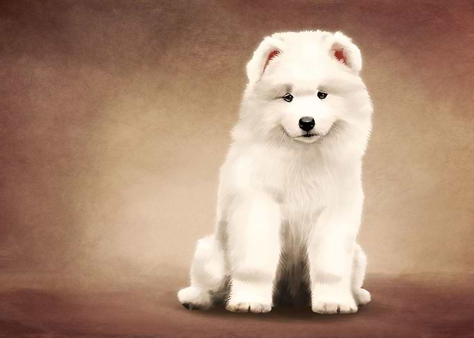 Samoyed