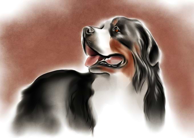 Berner sennenhund