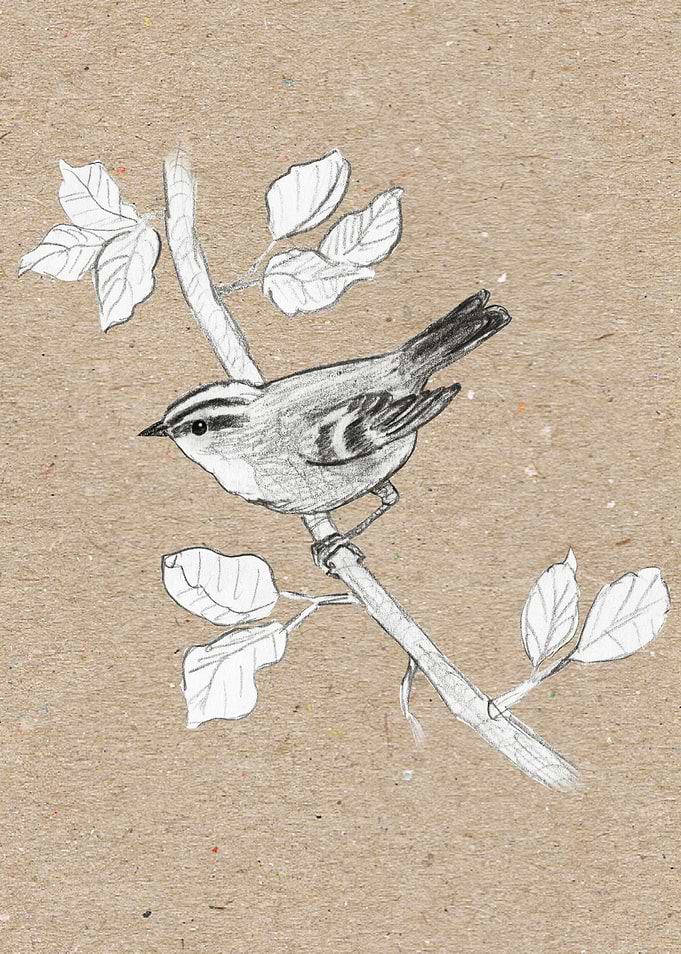 Gold crest
