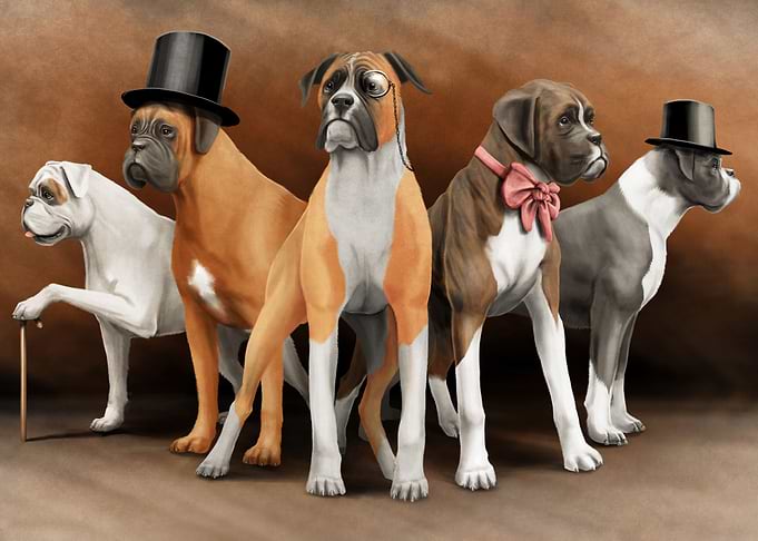 Victorial boxers