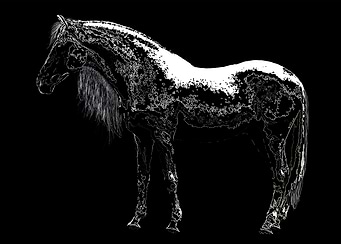 The White Stallion