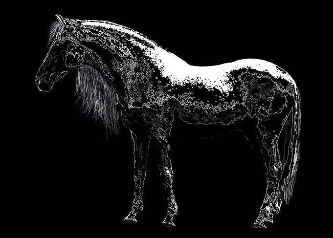 The White Stallion