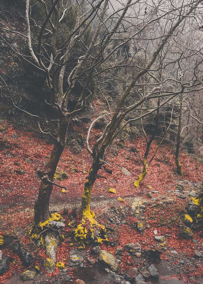 Warm Winter Trees