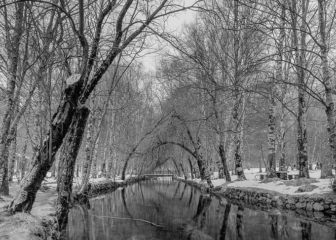 Peaceful Stream