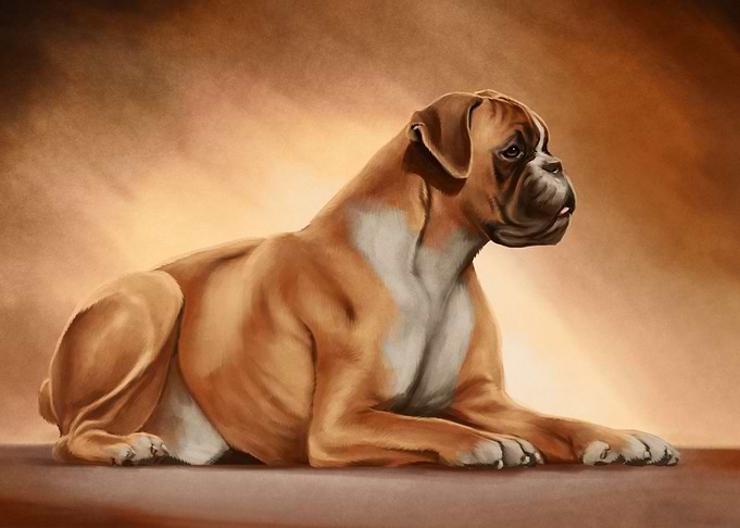 Boxer