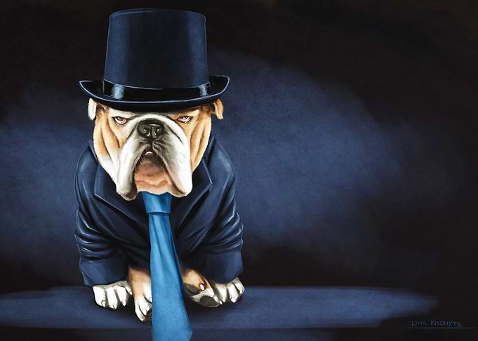 English bulldog