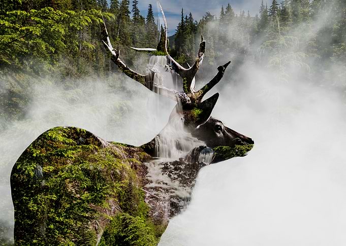 Deer in the Forest
