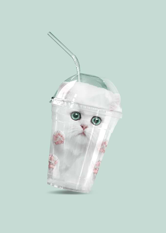 Cat Shake