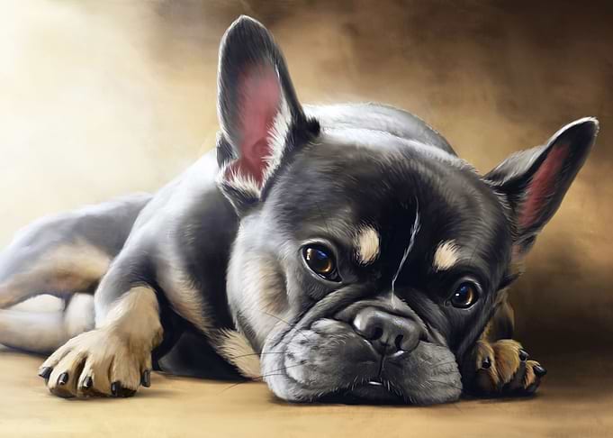 French bulldog