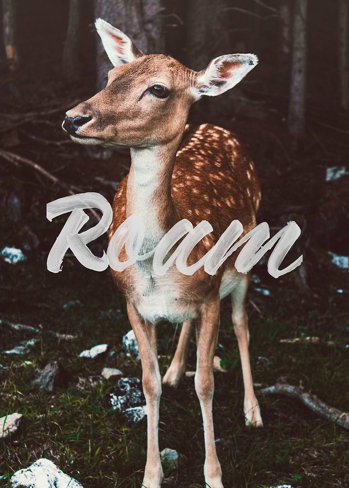 Roam