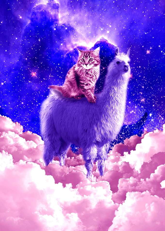 Kitty Cat Riding On Llama