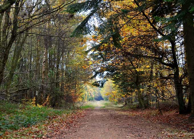 Silpho Foret