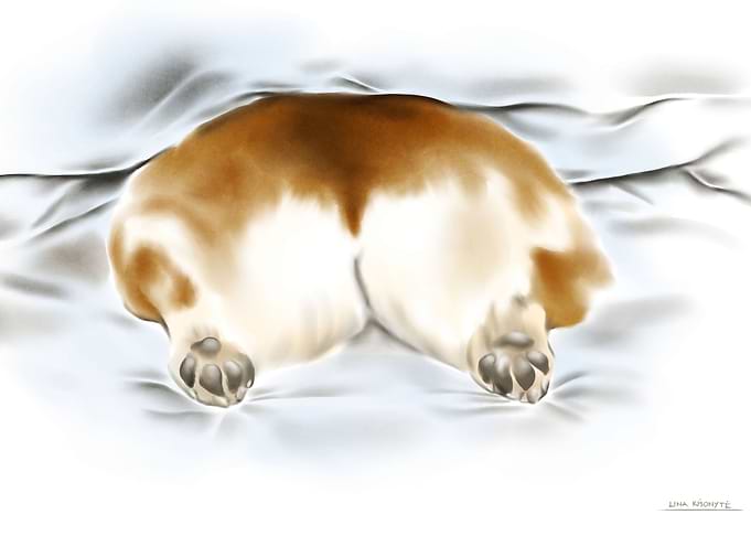 Corgi butt