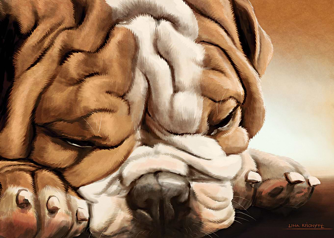 English bulldog