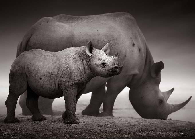 Black Rhinoceros calf
