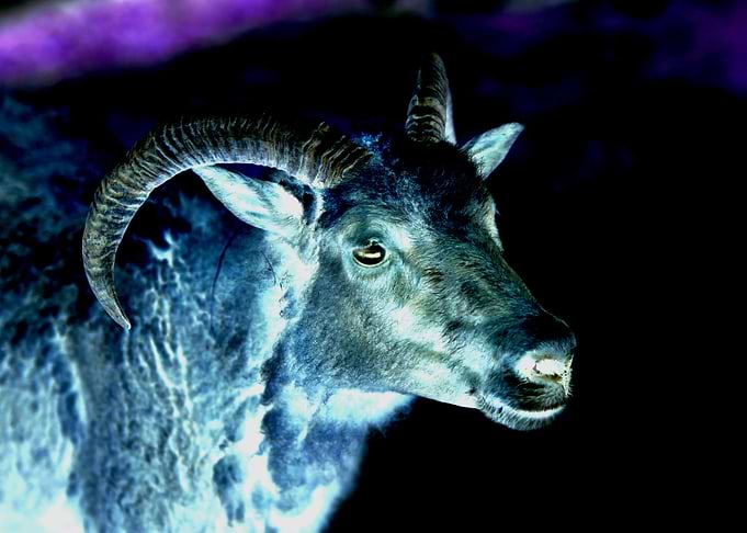 Horns