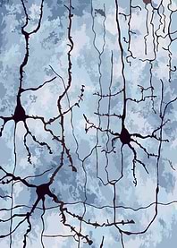 Cortical Neurons