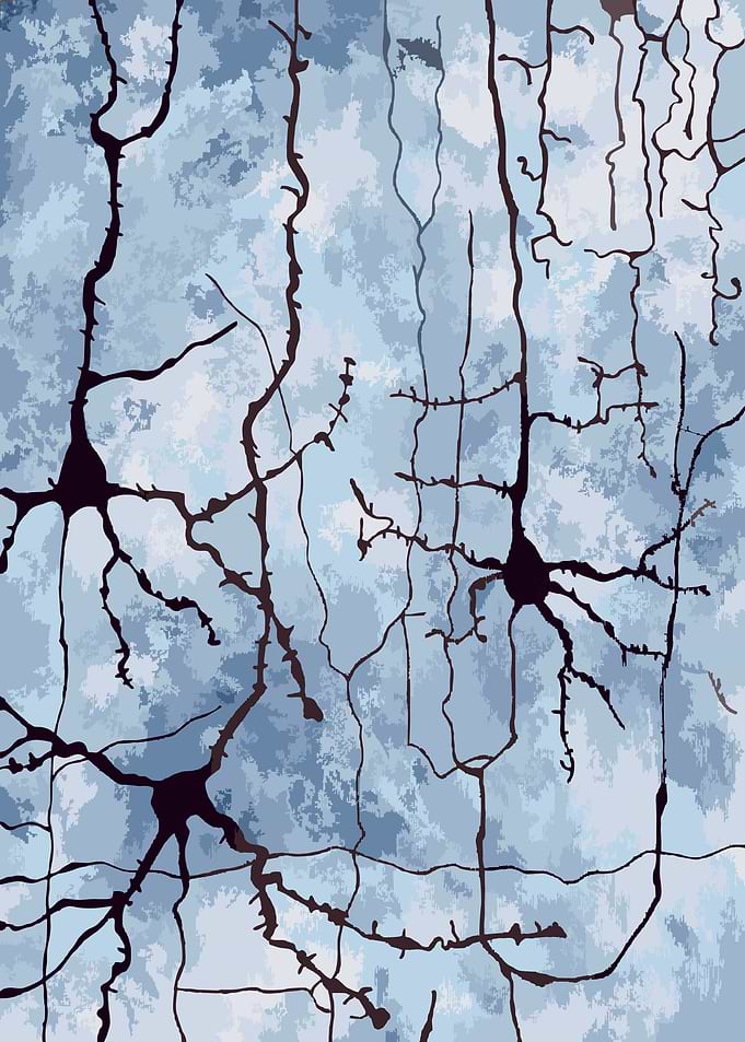 Cortical Neurons