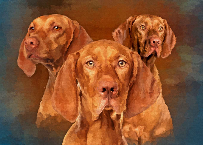Vizsla Hungarian pointer
