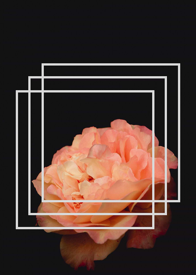 FLOWER 2