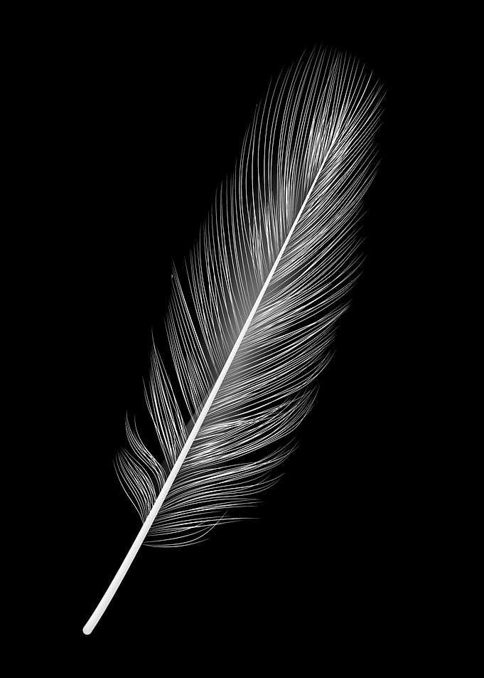 Feather black and white