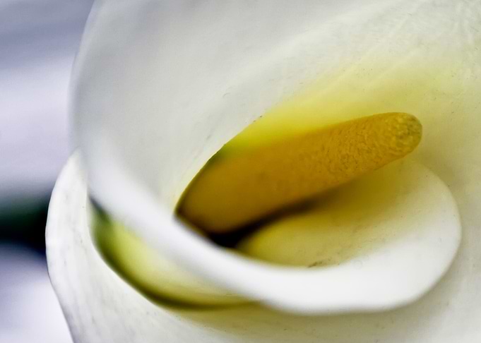 tulipwhite