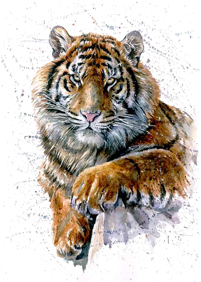 Tiger watercolor