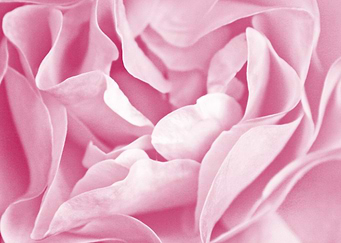 Pink Rose Petals