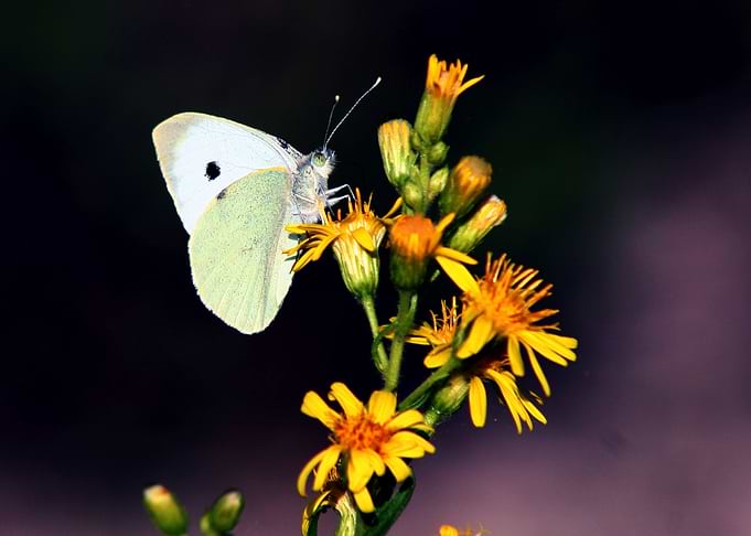 White Butterfly on Flower